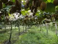 W jakim kraju rośnie kiwi? Odkryj tajemnice jego uprawy na świecie