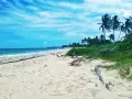 Piękne plaże Kuby z palmami kołyszącymi się na wietrze i turkusowym morzem.