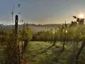 Co zjeść w Zielonej Górze? Najlepsze restauracje i dania do spróbowania