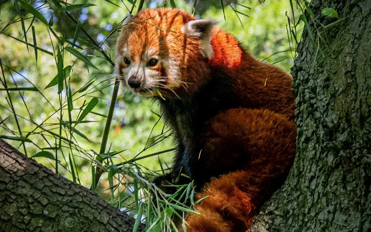 Mały panda, jedno z himalajskich zwierząt, siedzi na drzewie, jedząc bambus.