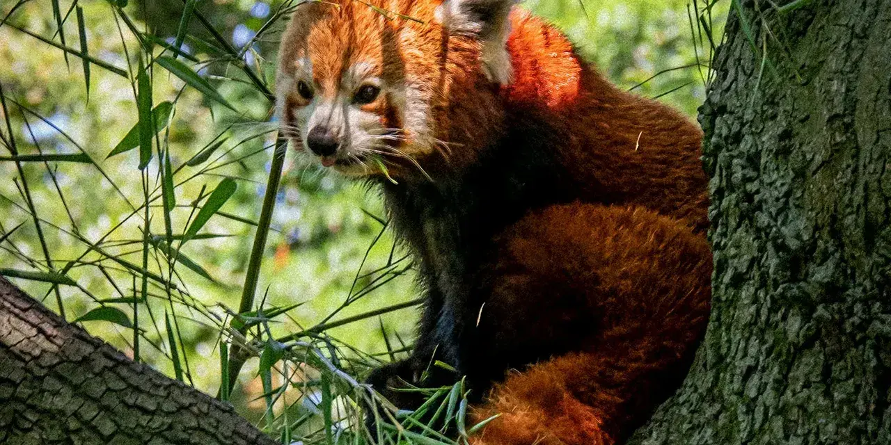 Mały panda, jedno z himalajskich zwierząt, siedzi na drzewie, jedząc bambus.