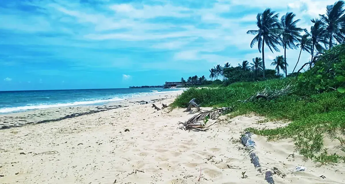 Piękne plaże Kuby z palmami kołyszącymi się na wietrze i turkusowym morzem.