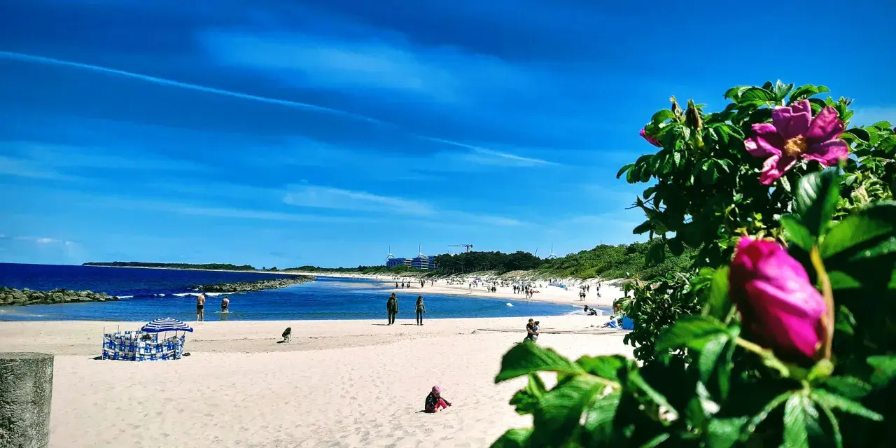 Słoneczny dzień nad polskim morzem. Piasek, błękitne niebo i kwitnące róże dzikie tworzą idylliczny krajobraz.