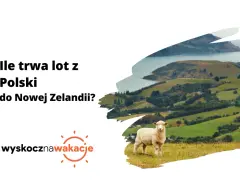 Ile się leci do Nowej Zelandii? Owca na tle zielonych wzgórz i zatoki.