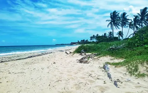 Piękne plaże Kuby z palmami kołyszącymi się na wietrze i turkusowym morzem.