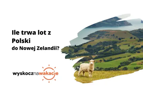 Ile się leci do Nowej Zelandii? Owca na tle zielonych wzgórz i zatoki.