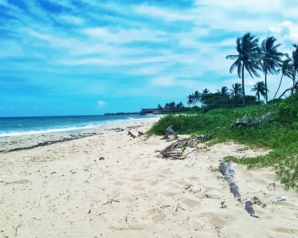 Piękne plaże Kuby z palmami kołyszącymi się na wietrze i turkusowym morzem.