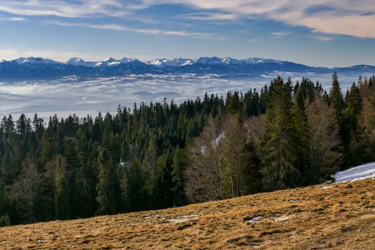 Widok na Tatry z lasu iglastego. Mgła spowija doliny, a śnieg na szczytach przypomina, gdzie leżą Gorce i ich majestatyczni sąsiedzi.